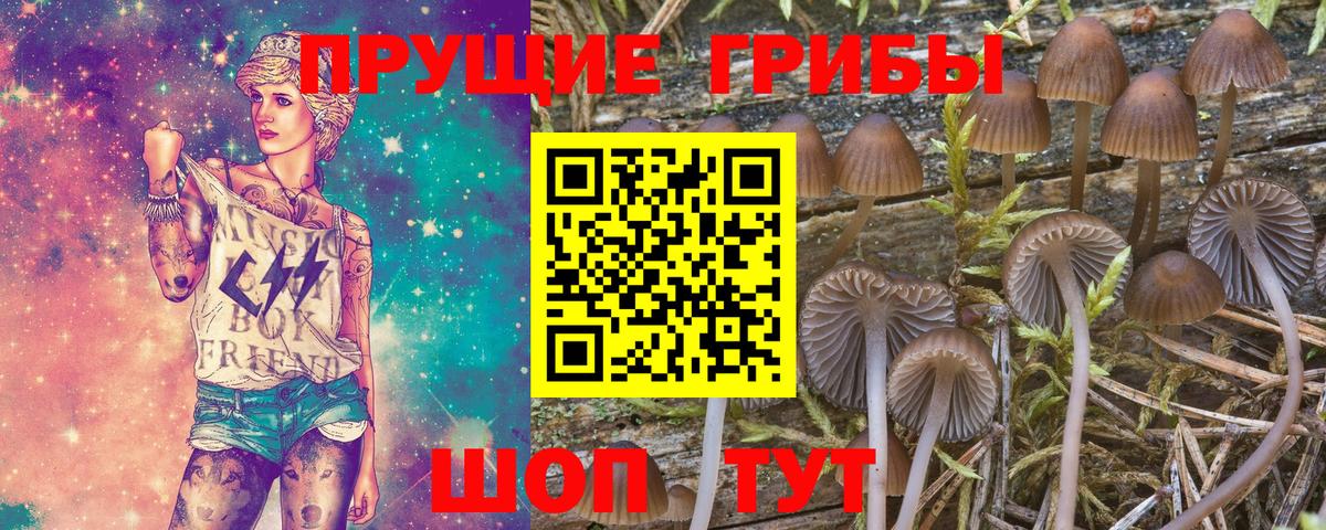 Псилоцибиновые грибы мицелий Туапсе
